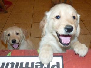 AKCgoldenretriverpuppies